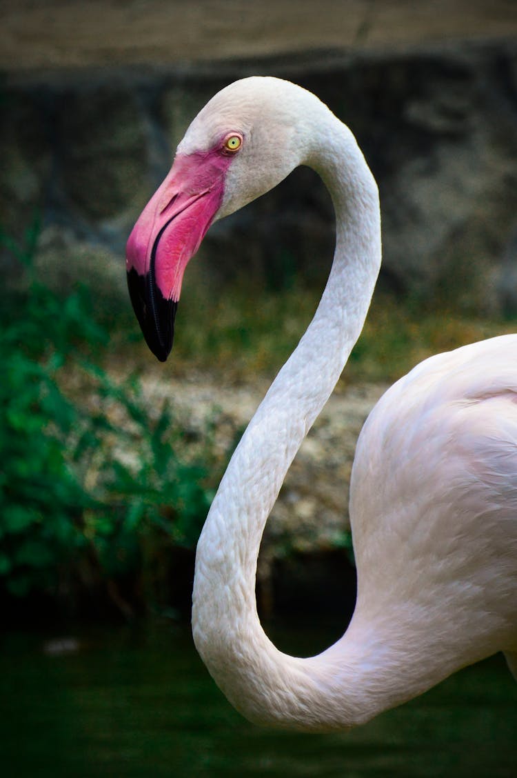 Close-up Shot Of Greater Flamingo