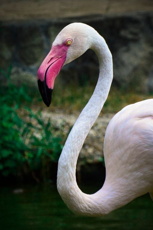 Free Stunning close-up of a graceful Greater Flamingo with its signature pink and white plumage. Stock Photo