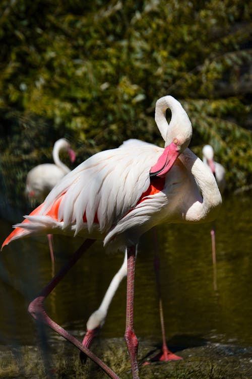 White Flamingo on the Shore