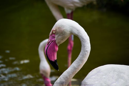 Kostenlos Kostenloses Stock Foto zu flamingo, gebogen, größerer flamingo Stock-Foto