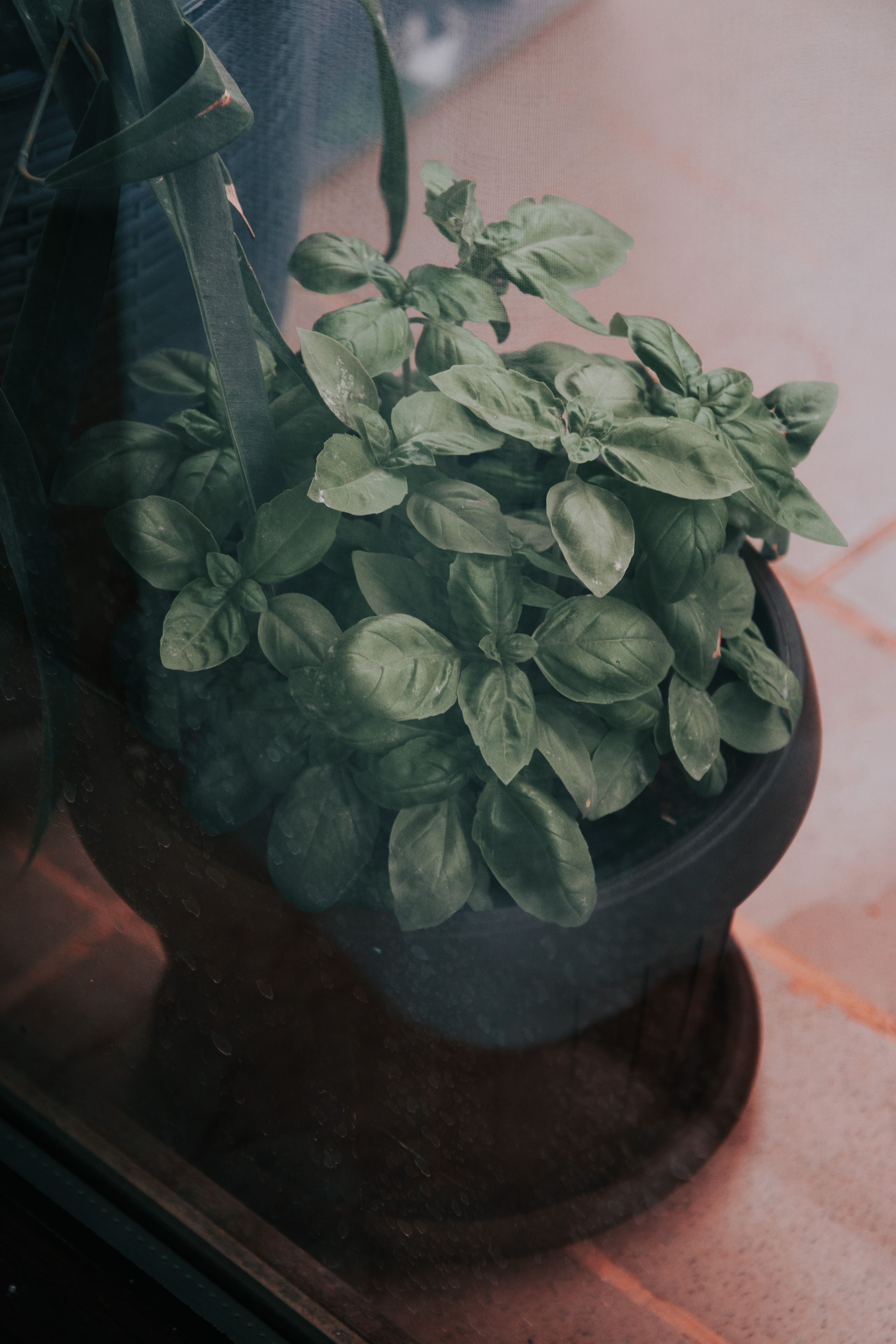 How to Grow Basil Indoors From Seeds: A Simple Guide