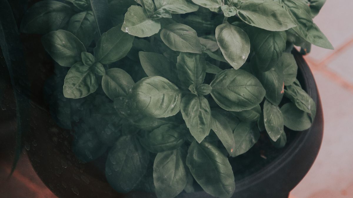 Comment choisir des plantes dintérieur adaptées à un appartement écoresponsable en 2026 - illustration