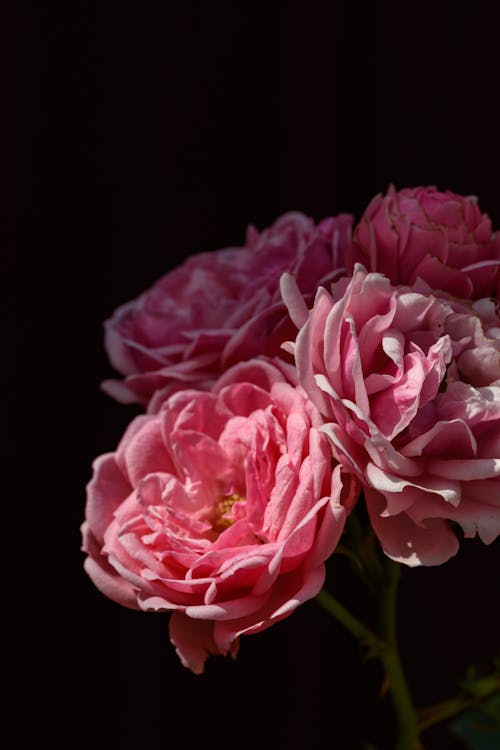 Beautiful Pink Roses 