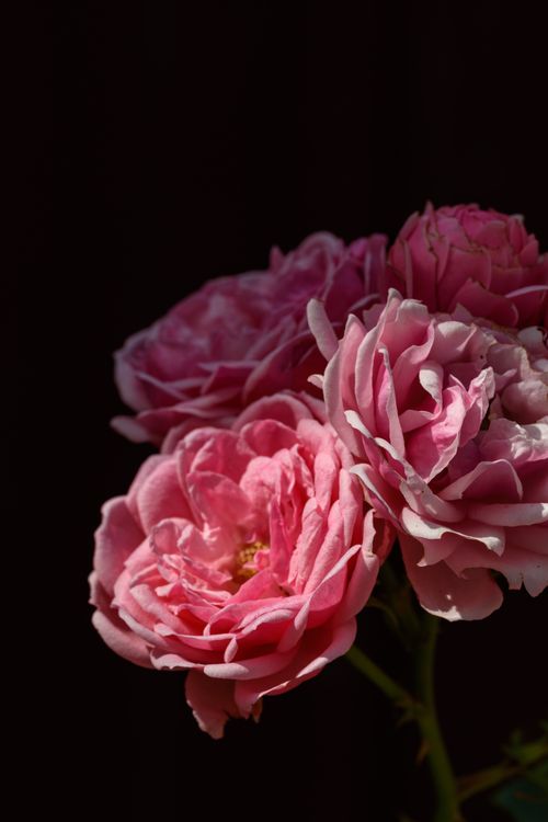 Beautiful Pink Roses · Free Stock Photo