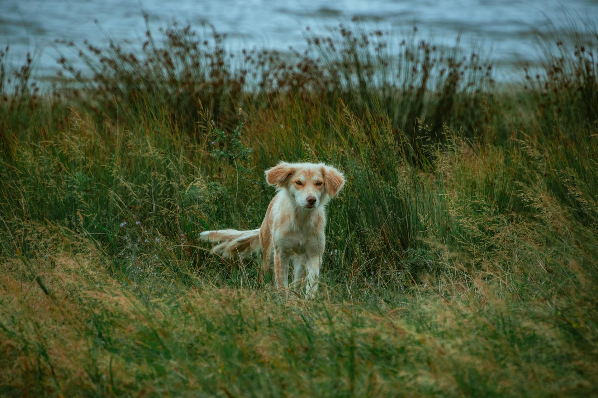 Kokoni Dog Puppy Outdoors