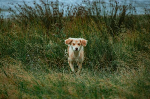 Foto d'estoc gratuïta de aigua, amic, animal