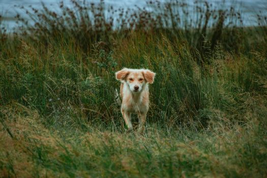 Adorable kokoni dog standing amidst lush green grass with a backdrop of natural scenery.