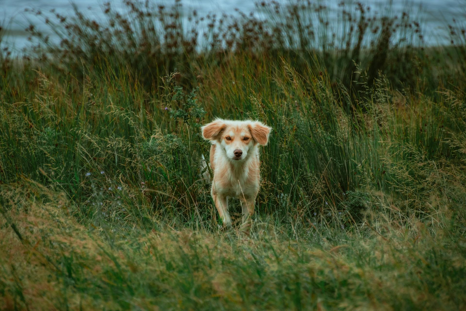 Kokoni Dog Puppy Outdoors