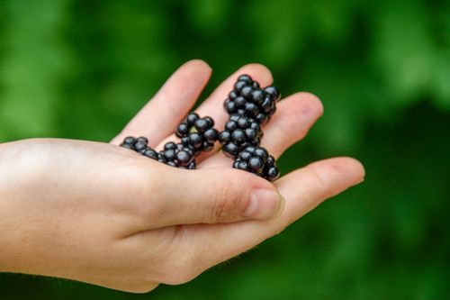 Free A hand holding fresh blackberries with a vibrant green background, indicating summer. Stock Photo