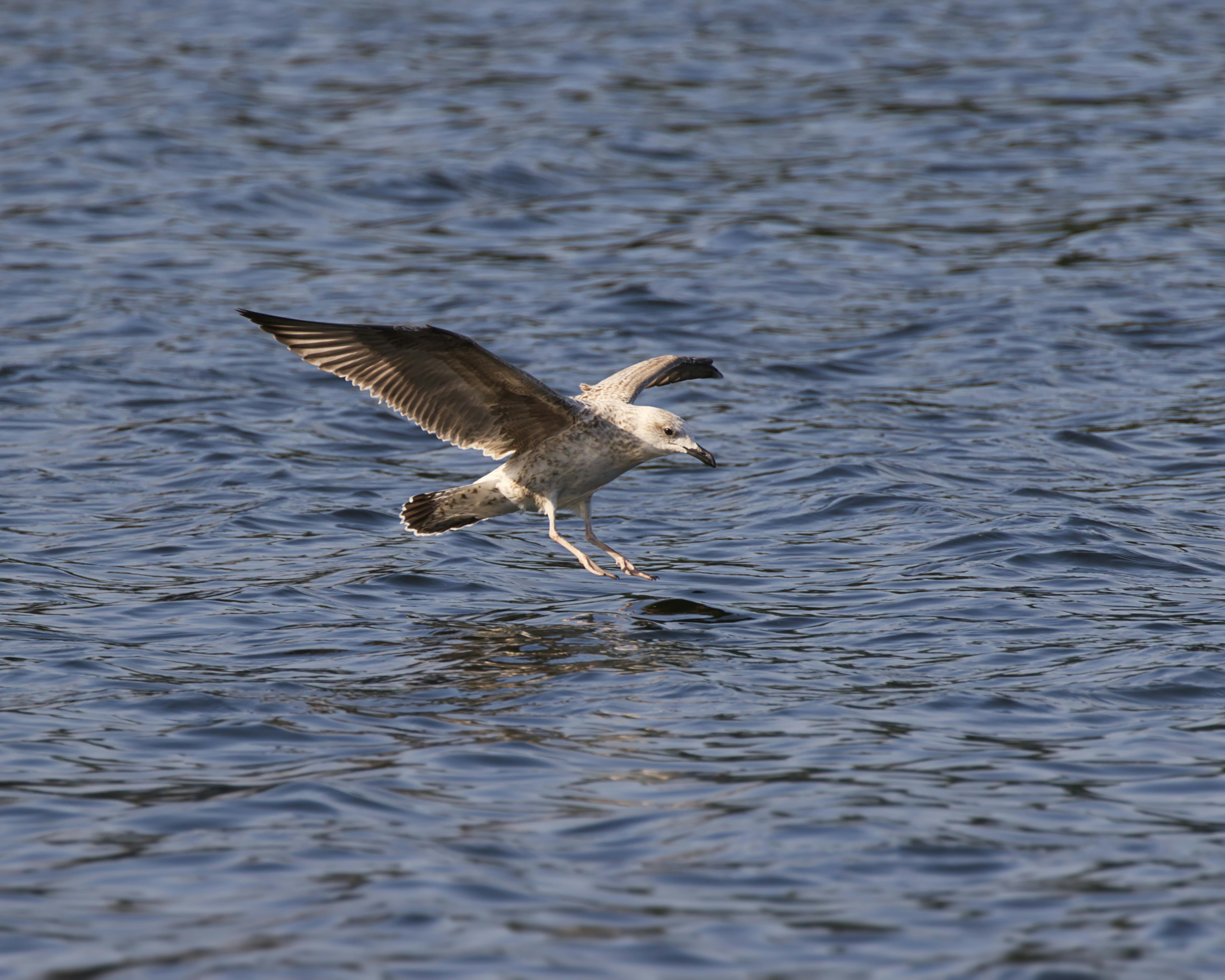 White Seagull · Free Stock Photo