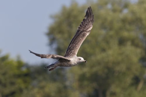 Free A European herring gull (Larus argentatus) gracefully soaring in a natural setting. Stock Photo
