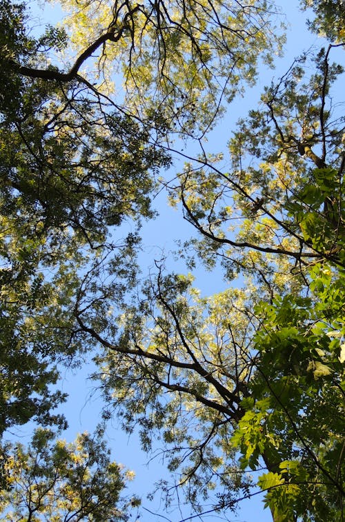 Ücretsiz ağaçlar, aşağıdan, dallar içeren Ücretsiz stok fotoğraf Stok Fotoğraflar