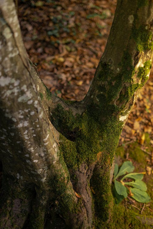 Tree Trunk with Green Moss