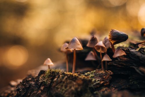 Free A detailed close-up of tiny mushrooms growing on a moss-covered log in a forest during autumn. Stock Photo