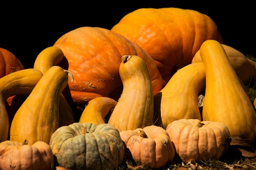 Pumpkins in Close-up Shot