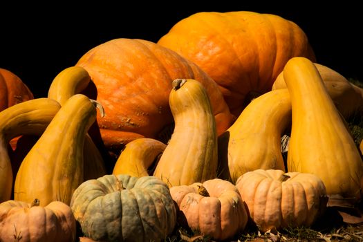 A colorful collection of various pumpkins and gourds signaling the fall harvest season.