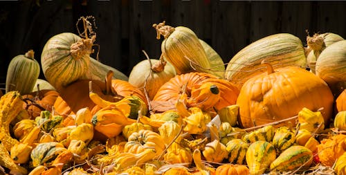 Composition with Pumpkins