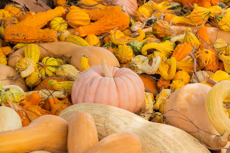 Abundance Of Pumpkins In Different Shapes