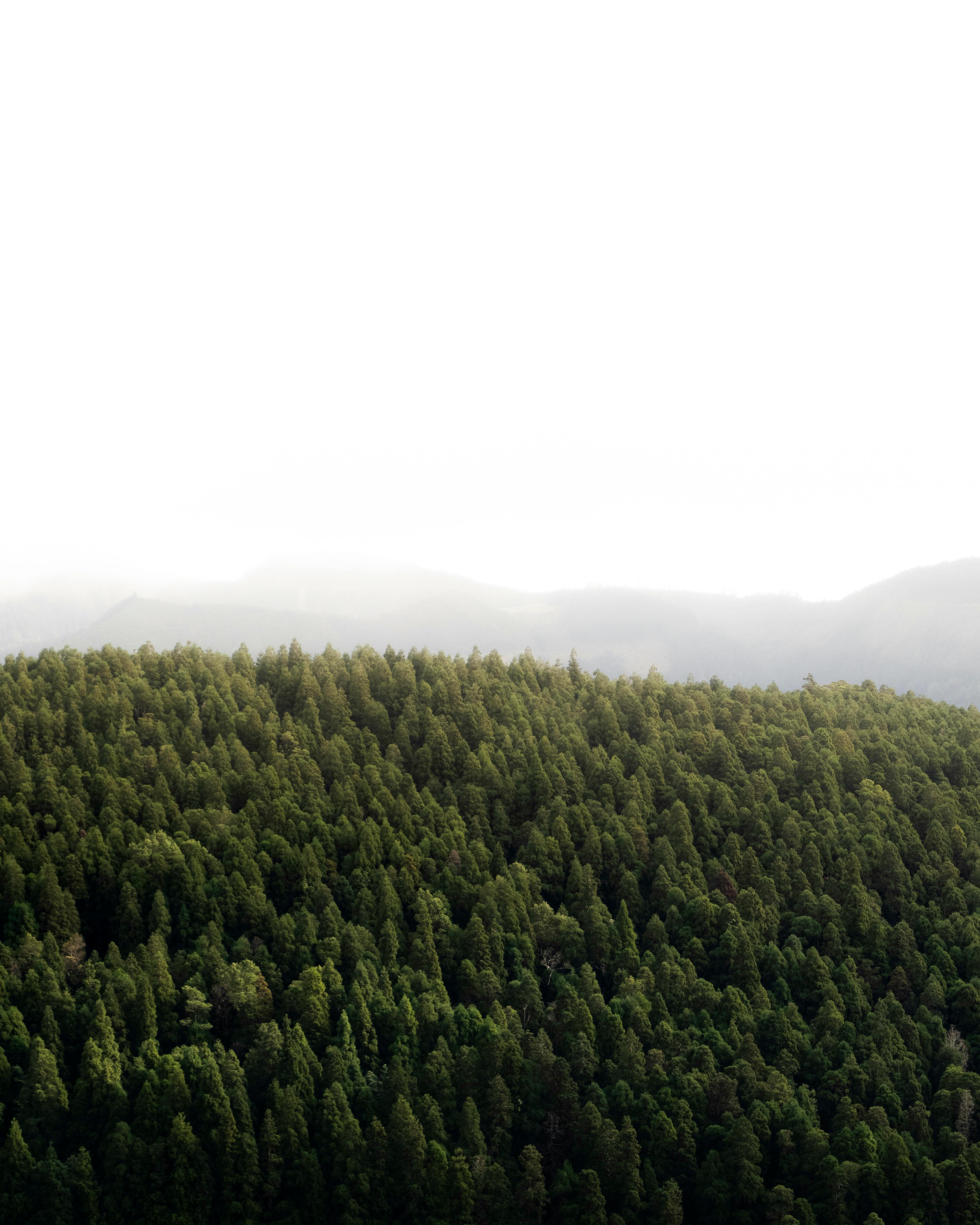 Aerial view of a dense, mist-covered forest, creating a serene and tranquil atmosphere.