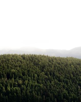Aerial view of a dense, mist-covered forest, creating a serene and tranquil atmosphere.