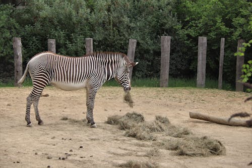 Zebra Animal Eating Grass