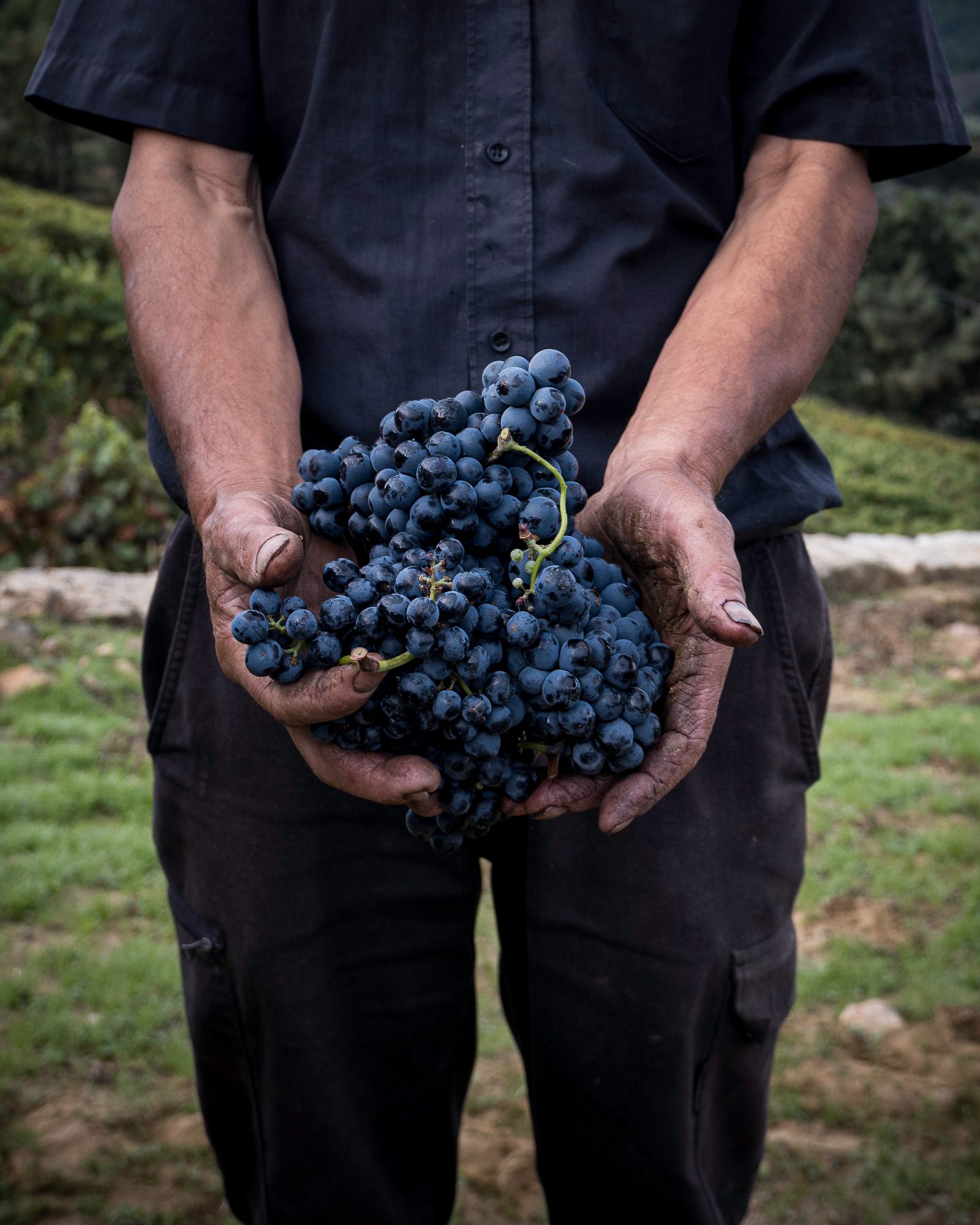 Fresh grapes being harvested in a Portuguese vineyard