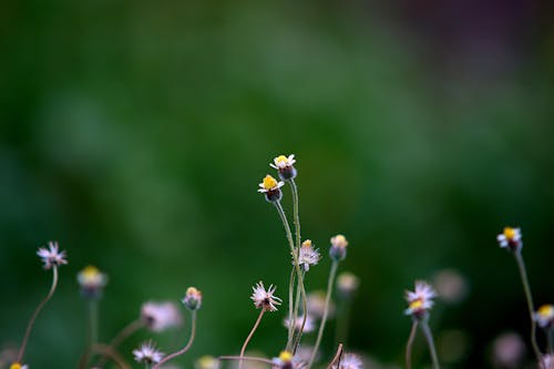 Free 昼間に咲く黄色い花びらの花 Stock Photo