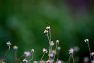 郁郁葱葱的绿地中，色彩缤纷的野花展现了自然美景和季节生长的魅力