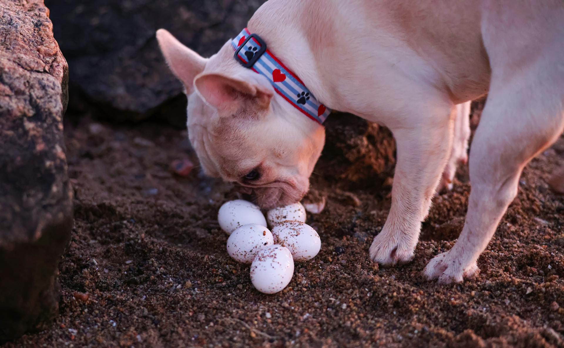 A Cute French Bulldog Sniffing Eggs on the Ground