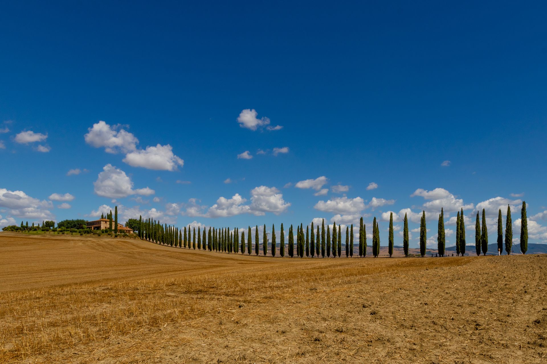 Stunning view of a Tuscan field with cypress trees and blue sky in Italy.