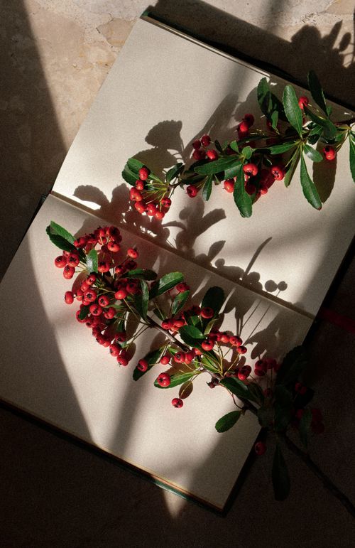 Free Close-up of a sunlit open book with branches of red berries casting dramatic shadows. Stock Photo