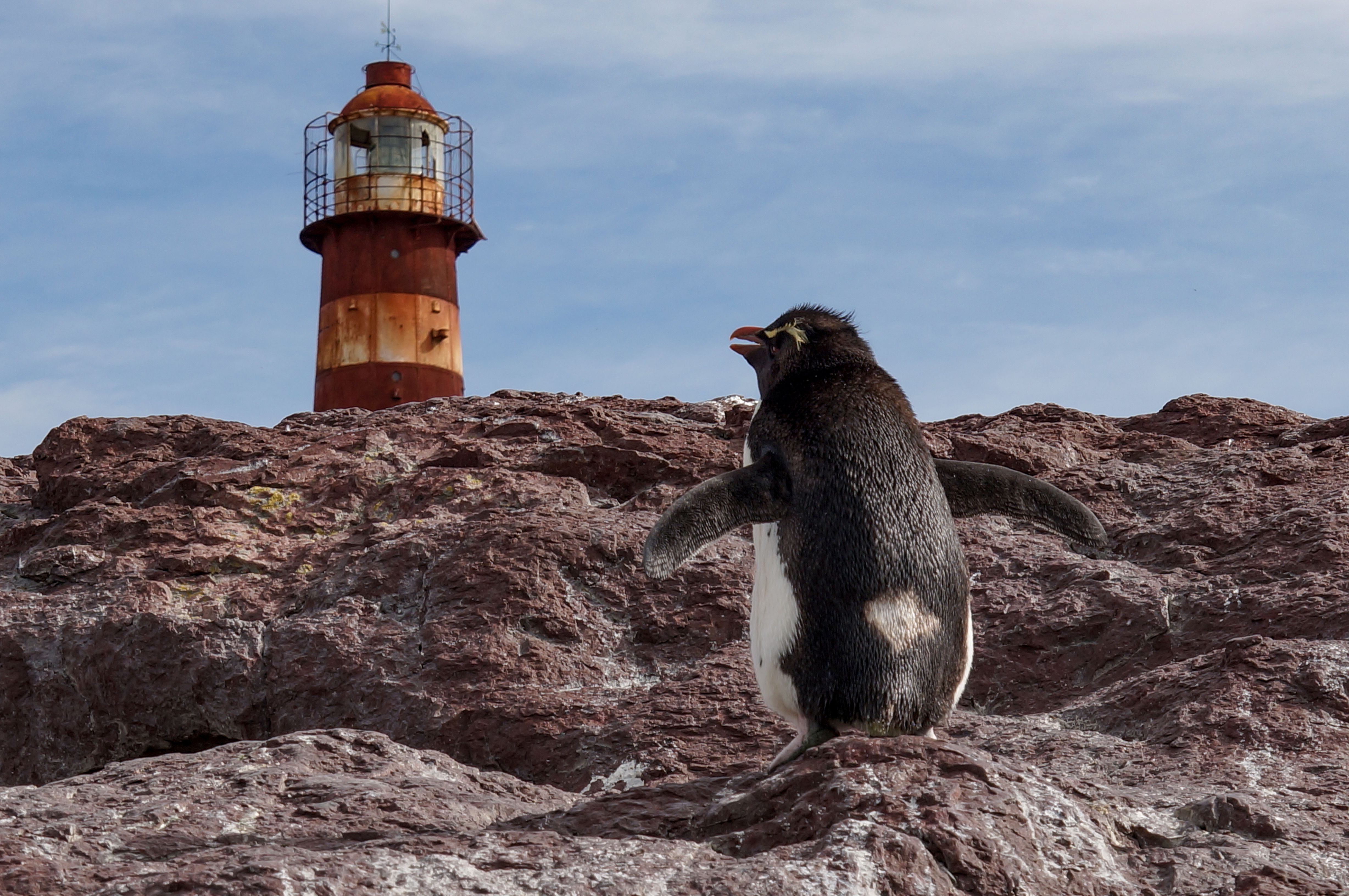Rockhopper penguin on rugged rocks near a weathered lighthouse in Santa Cruz, Argentina.
