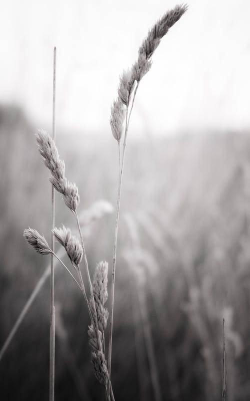 A Grayscale Photo of a Wheat Grass on the Field
