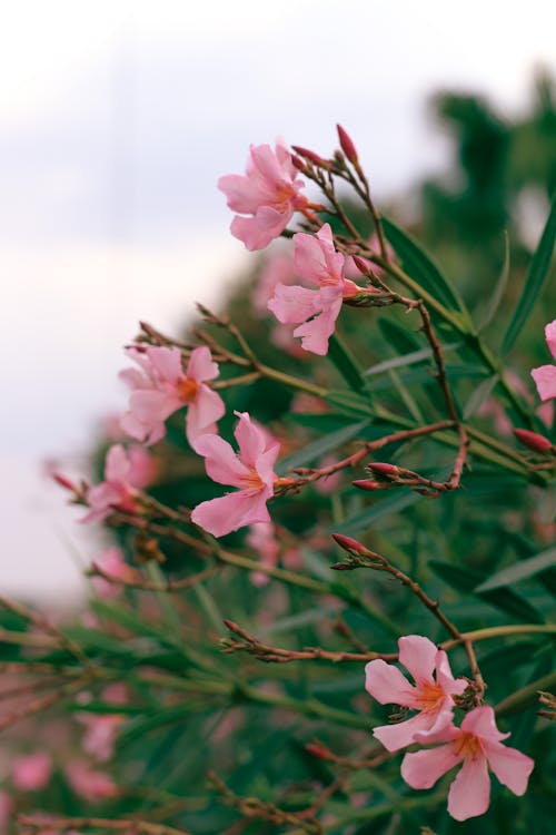 Kostnadsfri bild av anläggning, blomfotografi, blomknoppar