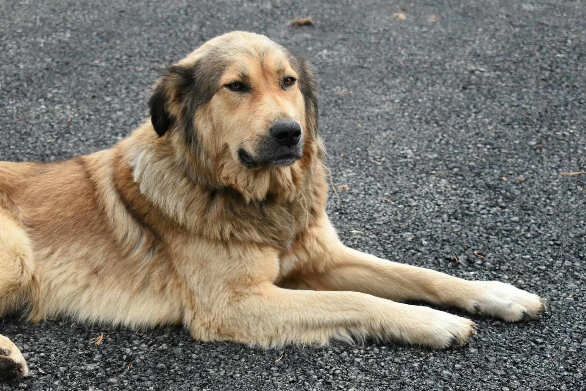 Un chien brun à poil long se repose sur une chaussée en béton