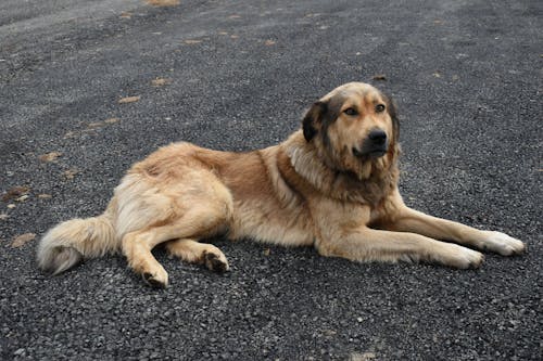 Gratis Fotos de stock gratuitas de animal, canino, carretera asfaltada Foto de stock