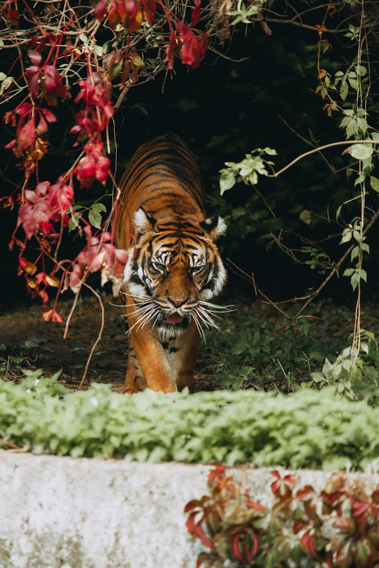 Tiger And Red Creeper Plant