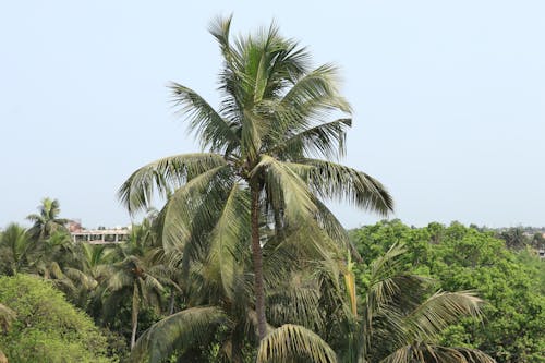 Darmowe zdjęcie z galerii z drzewa, drzewa kokosowe, liść palmy