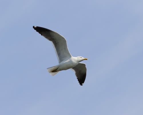 Gratis Fotos de stock gratuitas de alas, ave marina, cielo azul Foto de stock