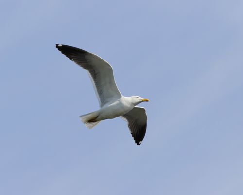 Free A majestic seagull soaring gracefully in a clear blue sky, showcasing its elegant wingspan. Stock Photo