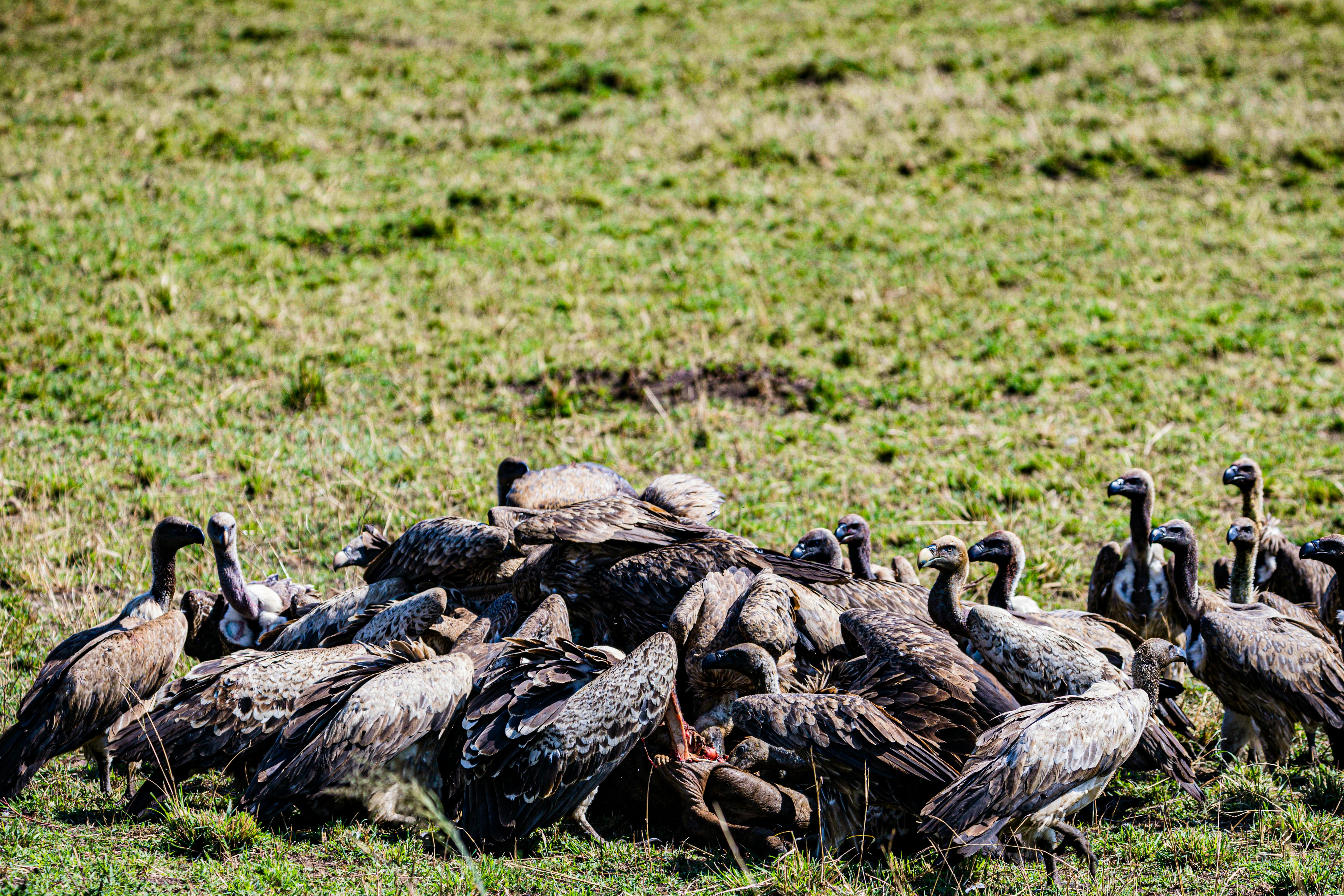 Wake of Vulture Feeding on Dead Animal · Free Stock Photo