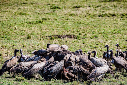Wake of Vulture Feeding on Dead Animal