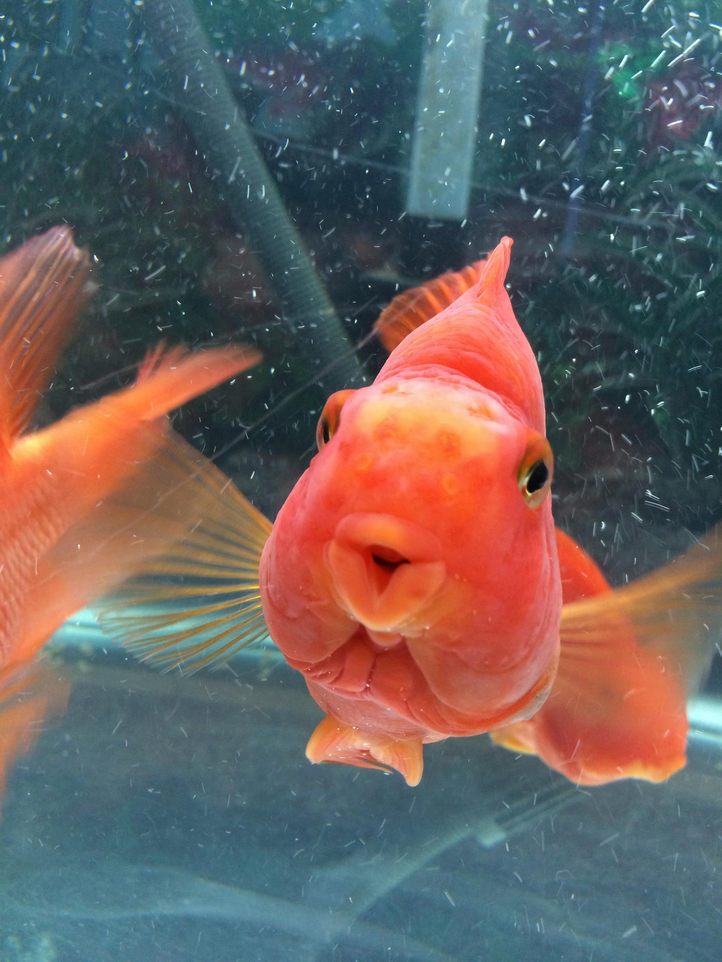 Free stock photo of fish, orange, water