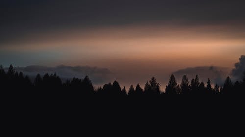 ฟรี คลังภาพถ่ายฟรี ของ ซิลูเอตต์, ต้นไม้, ตอนเย็น คลังภาพถ่าย