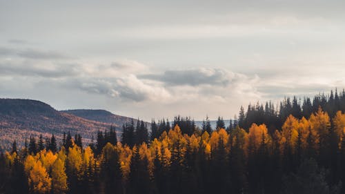 бесплатная Бесплатное стоковое фото с вечнозеленый, гора, деревья Стоковое фото