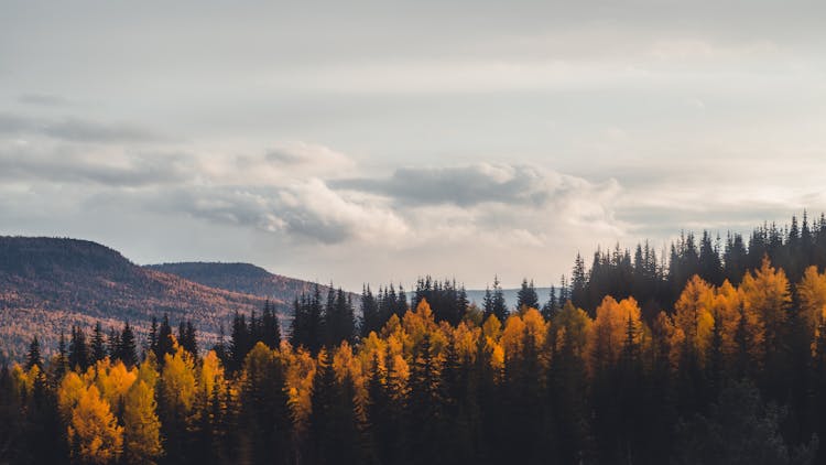 Autumn Colors Of Evergreen Trees