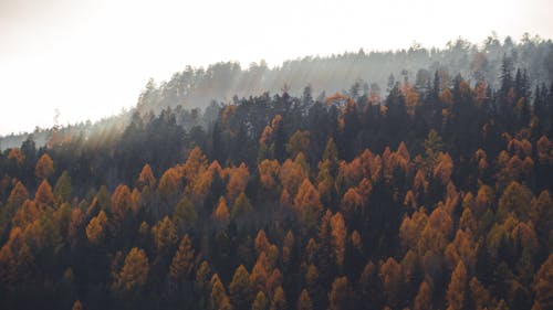 Aerial Photography of Autumn Trees in the Forest