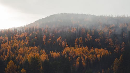 Бесплатное стоковое фото с Аэрофотосъемка, гора, деревья