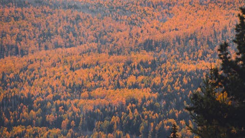 Scenic View of Autumn Trees