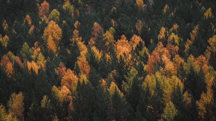 Aerial Shot Of Evergreen Trees In The Forest